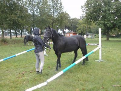 Foto des Albums: Gelassenheitstraining (09.09.2017)