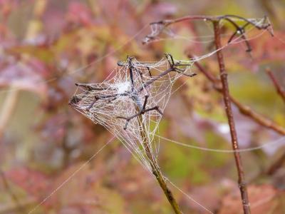 Foto des Albums: Wanderung mit Hr. Heine in das Arboretum