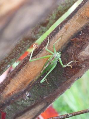 Foto des Albums: Wanderung mit Hr. Heine in das Arboretum