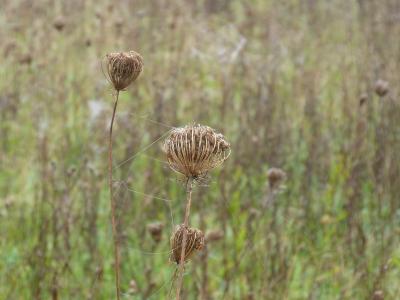 Foto des Albums: Wanderung mit Hr. Heine in das Arboretum