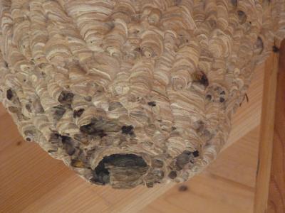 Foto des Albums: Wanderung mit Hr. Heine in das Arboretum