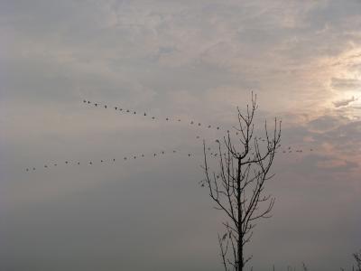 Foto des Albums: Wanderung mit Hr. Heine in das Arboretum