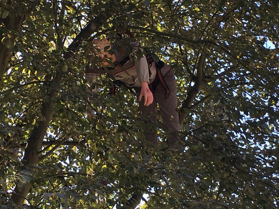 Bild: Rettung aus Baum (Hängetrauma)