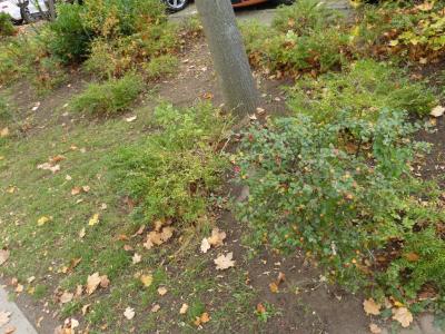 Foto des Albums: Herbstputz 2017