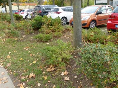 Foto des Albums: Herbstputz 2017