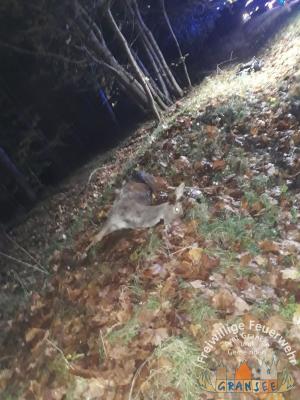 Foto des Albums: Einsatz 3356-H-VU mit P-B 96 OV Dannenwalde - Gramzow