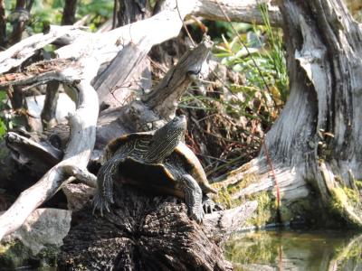 Vorschaubild:  Schmuckschildkröte beim Sonnen