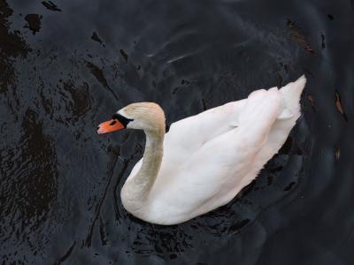 Vorschaubild: white Swan