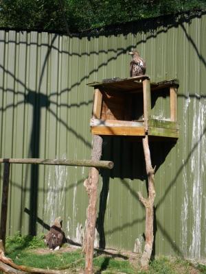 Foto des Albums: Besuch in der Greifvogelshow 2017
