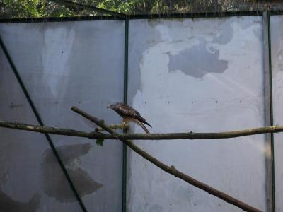 Foto des Albums: Besuch in der Greifvogelshow 2017