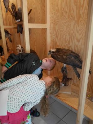 Foto des Albums: Besuch in der Greifvogelshow 2017