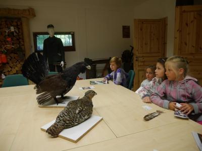 Foto des Albums: Besuch in der Greifvogelshow 2017