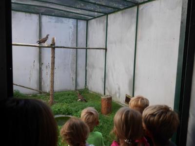 Foto des Albums: Besuch in der Greifvogelshow 2017