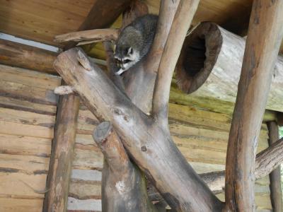 Foto des Albums: Besuch in der Greifvogelshow 2017
