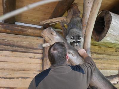 Foto des Albums: Besuch in der Greifvogelshow 2017