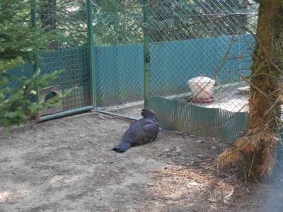 Foto des Albums: Besuch in der Greifvogelshow 2017