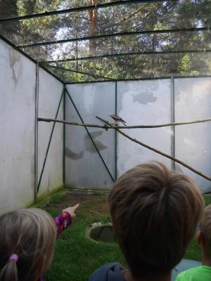Foto des Albums: Besuch in der Greifvogelshow 2017