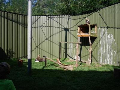 Foto des Albums: Besuch in der Greifvogelshow 2017