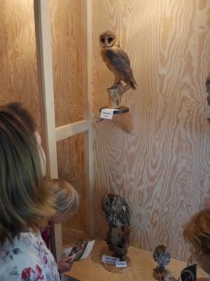 Foto des Albums: Besuch in der Greifvogelshow 2017