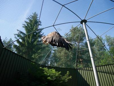 Foto des Albums: Besuch in der Greifvogelshow 2017