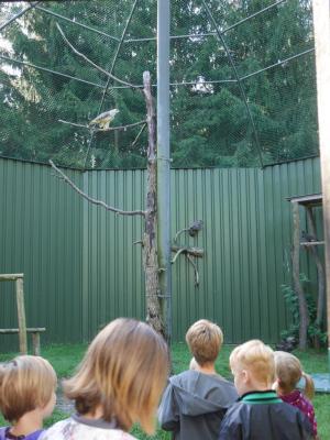 Foto des Albums: Besuch in der Greifvogelshow 2017