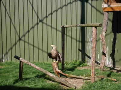 Foto des Albums: Besuch in der Greifvogelshow 2017