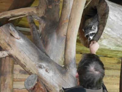Foto des Albums: Besuch in der Greifvogelshow 2017