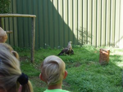 Foto des Albums: Besuch in der Greifvogelshow 2017
