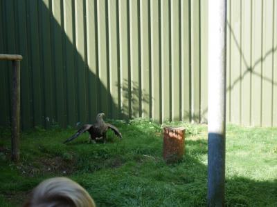 Foto des Albums: Besuch in der Greifvogelshow 2017