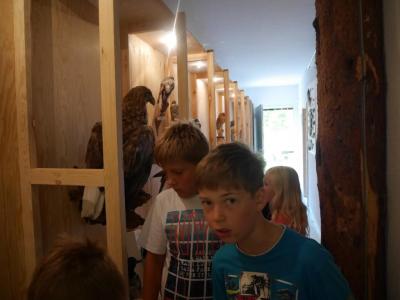 Foto des Albums: Besuch in der Greifvogelshow 2017
