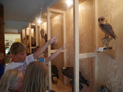 Foto des Albums: Besuch in der Greifvogelshow 2017