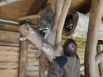 Foto des Albums: Besuch in der Greifvogelshow 2017