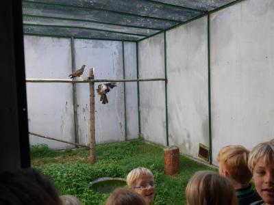 Foto des Albums: Besuch in der Greifvogelshow 2017