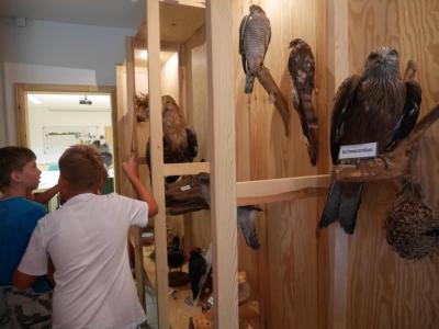 Foto des Albums: Besuch in der Greifvogelshow 2017