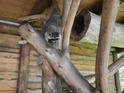 Foto des Albums: Besuch in der Greifvogelshow 2017
