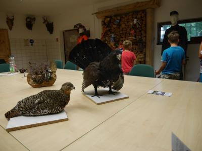 Foto des Albums: Besuch in der Greifvogelshow 2017