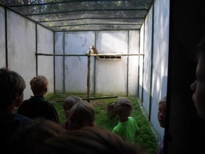 Foto des Albums: Besuch in der Greifvogelshow 2017