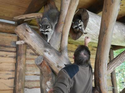 Foto des Albums: Besuch in der Greifvogelshow 2017