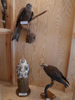 Foto des Albums: Besuch in der Greifvogelshow 2017
