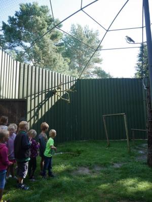 Foto des Albums: Besuch in der Greifvogelshow 2017