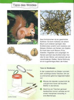Im Sachkundebuch ist viel &uuml;ber die Lebensweise der Eichh&ouml;rnchen zu erfahren. 