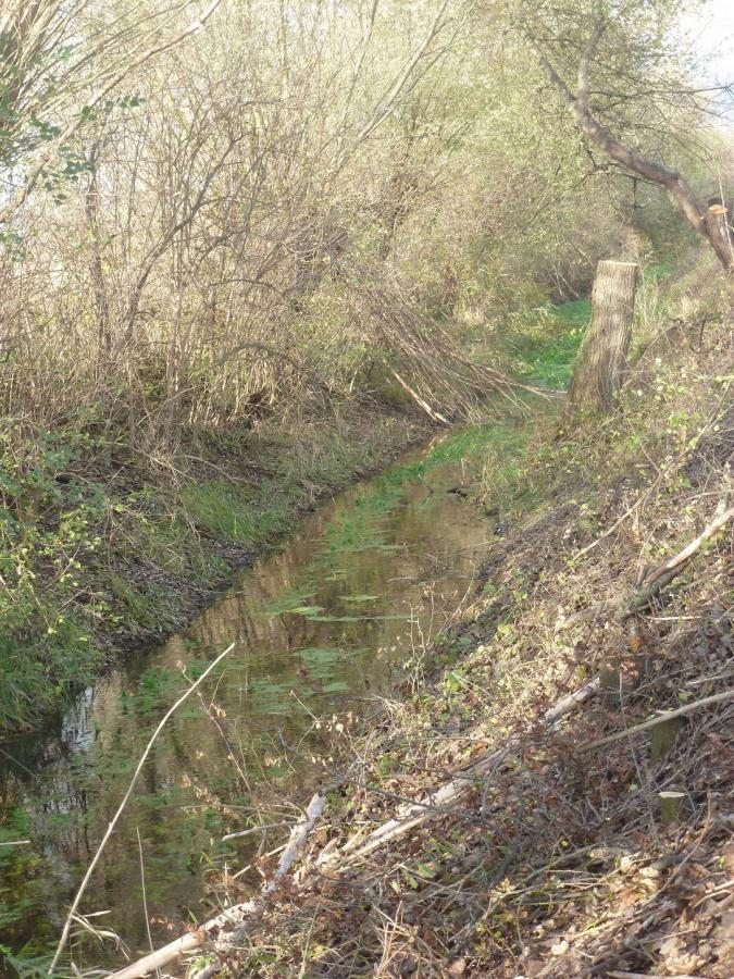 Bild: abenabschnitt nach einer Sohlräumung - Die wintergrüne Unterwasservegetation wurde wieder eingesetzt