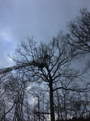 Foto des Albums: 2018_01_21_Baum_Straße