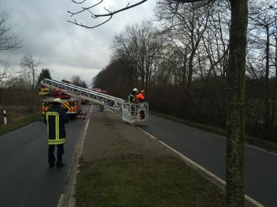 Foto des Albums: 2018_01_21_Baum_Straße