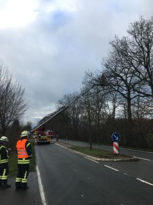 Foto des Albums: 2018_01_21_Baum_Straße