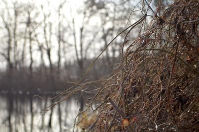 Foto des Albums: Bilder Falkenhagener See im Februar