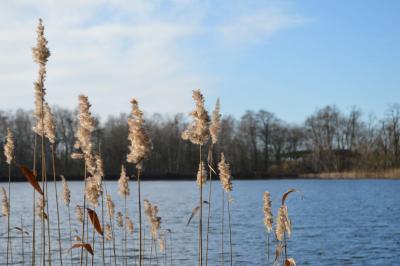 Foto des Albums: Bilder Falkenhagener See im Februar