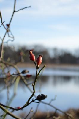 Foto des Albums: Bilder Falkenhagener See im Februar
