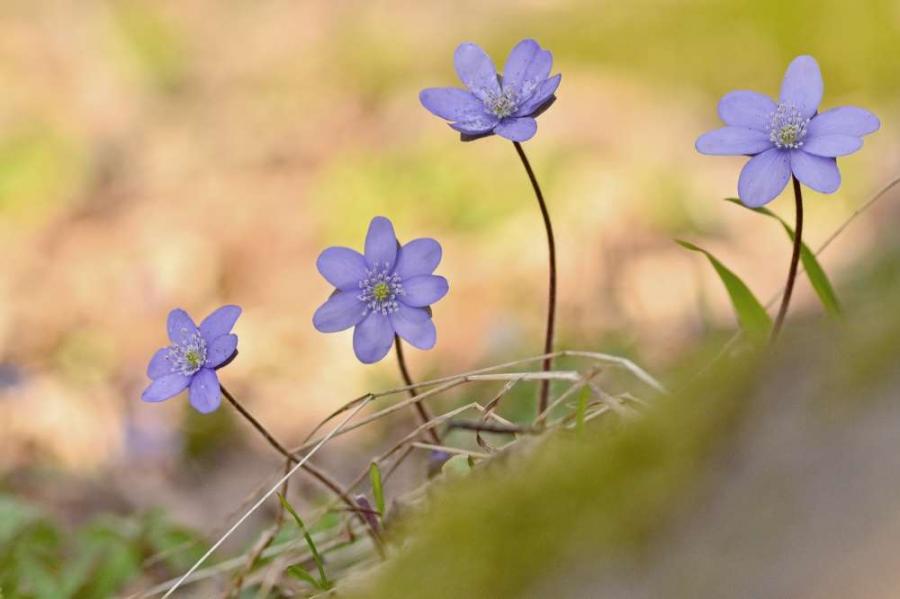 Bild: Nationalpark Hainich - bildschön im Frühling FOTO: Lisa Mäder