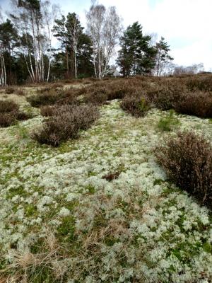 Foto des Albums: Impressionen 2018 aus der Wulmstorfer Heide